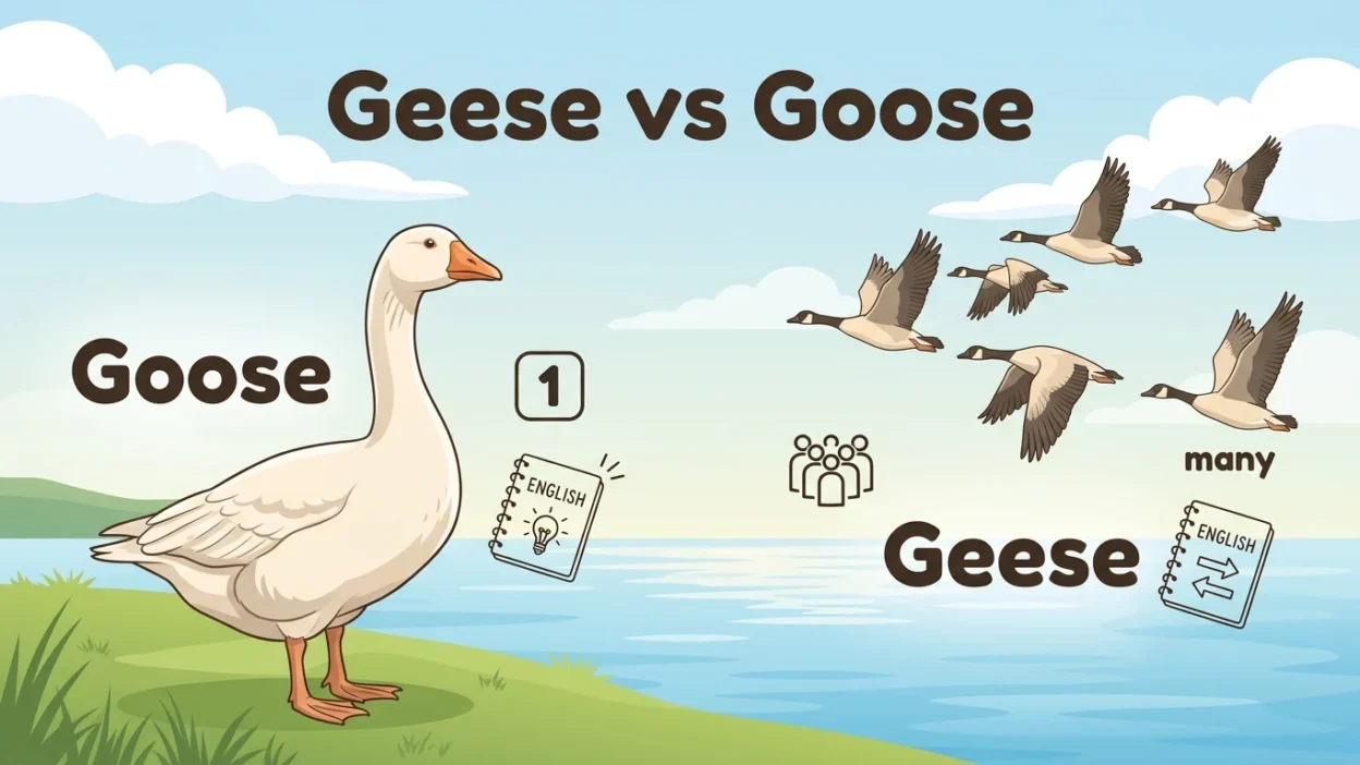 Geese or Goose