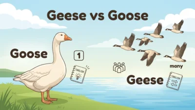 Geese or Goose