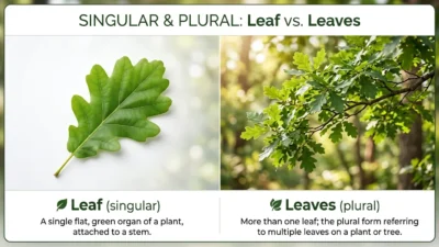 Leaves or Leafs
